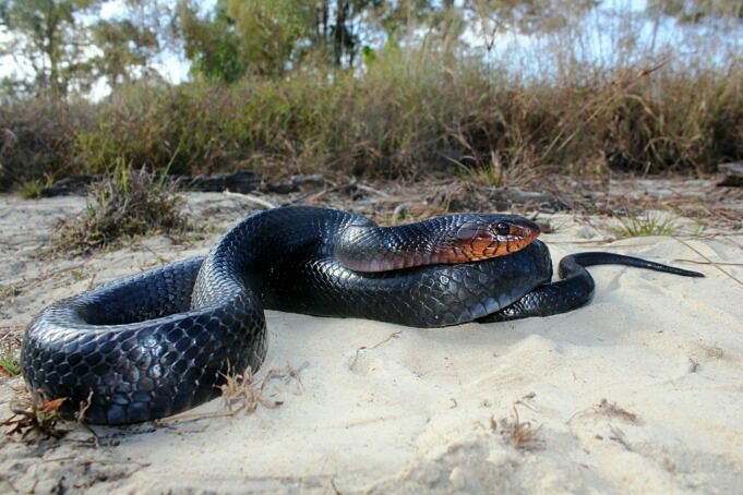 28 Faits étonnants Sur Les Anacondas Que Vous Connaissez Peut-être Maintenant